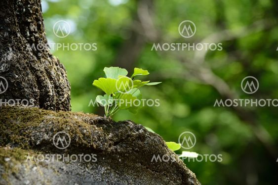 closeup of ginko leaves