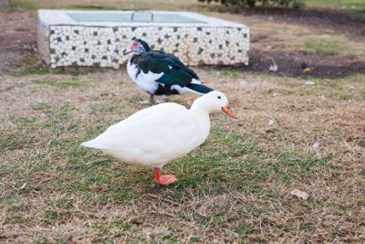 Domestic village ducks on green grass outdoors