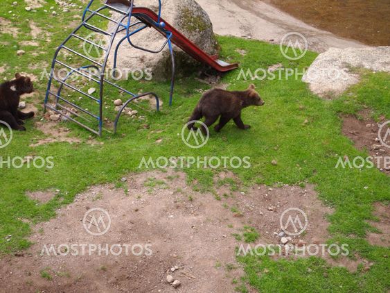 Bear cubs playing