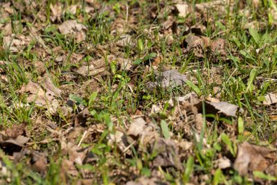 green grass in the spring season in the park