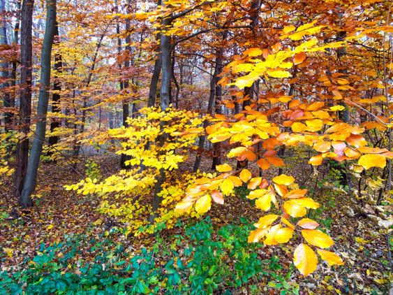 Skogen i höst