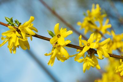 forsythia, a beautiful spring bush with yellow flowers