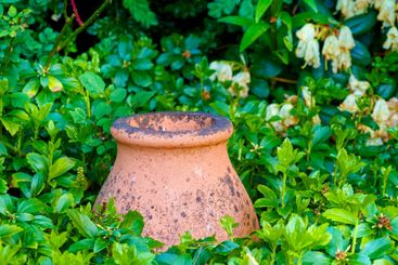 Pot, plants and green leaves in garden outdoor for...