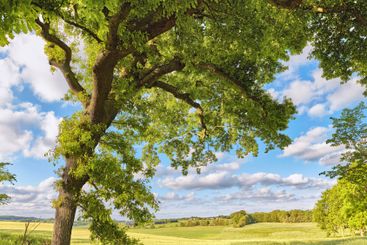 Trees, leaves and summer with clouds for nature, woods...