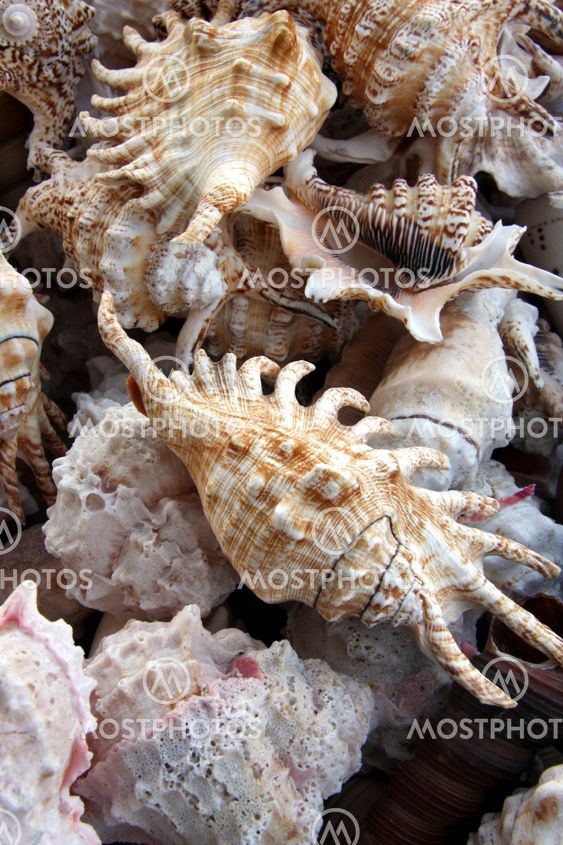 Mixed Sea Shells