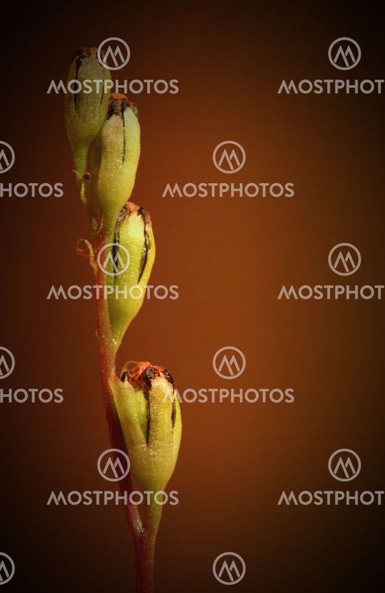 Common Sundew Blossoms