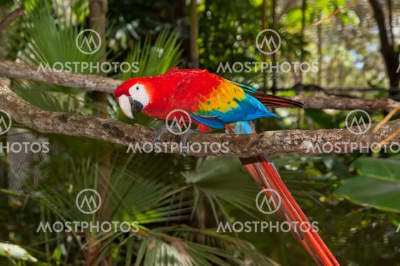 Scarlet MaCaw