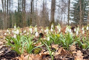 Beautiful Snowdrop in bloom a early spring day