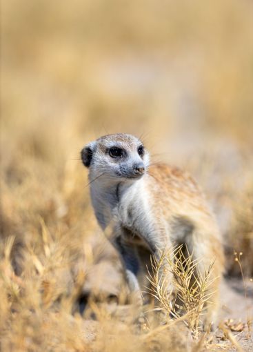 Close-up of a curious meerkat.