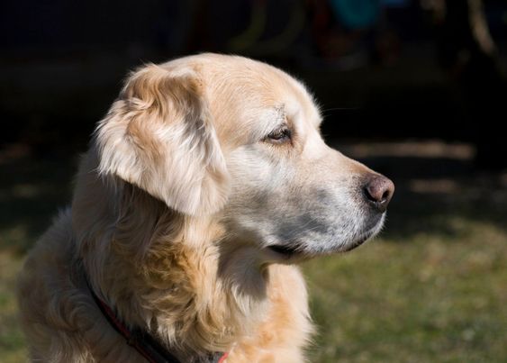 Golden Retriever