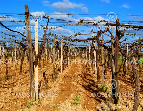 VIGNETO di PUGLIA