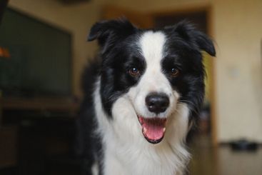 Funny portrait cute puppy dog border collie indoor. Pet...