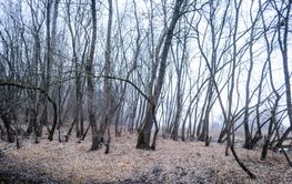 Poplar trees in the winter period of the year.