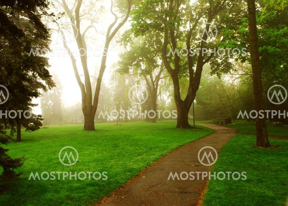 Foggy park