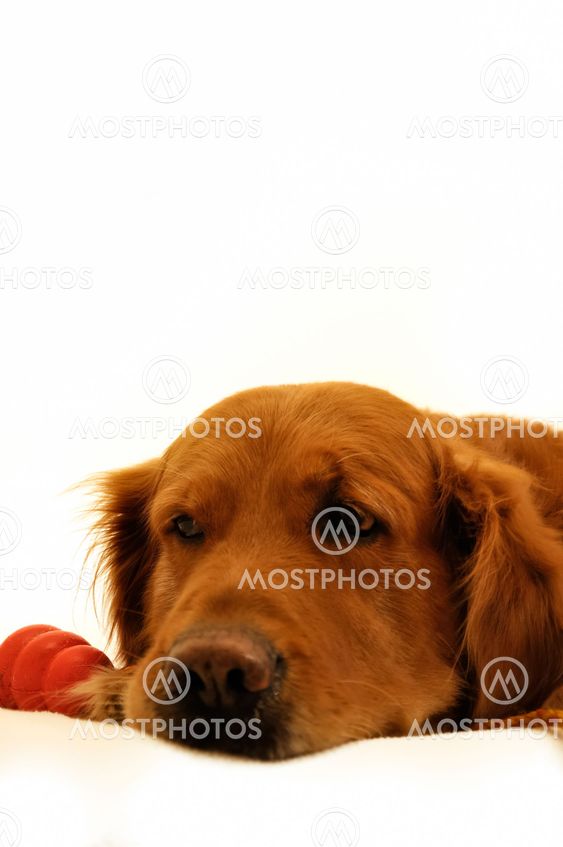 Golden Retriever lying with toy.