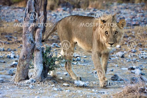 young lion looking at me at etosha national park namibia africa