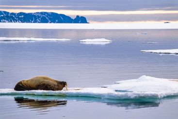 Walrus on an ice floe off the coast of Svalbard