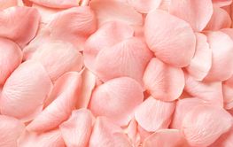 Background with pink rose petals.