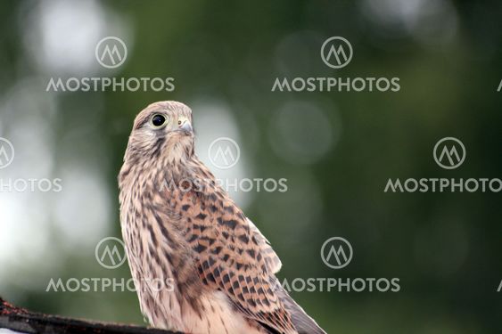 Young falcon