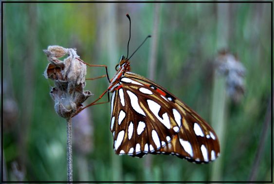 A butterfly from Uruguay