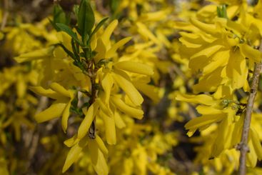 Forsythia flowers in sunny day. Nature soft selective...