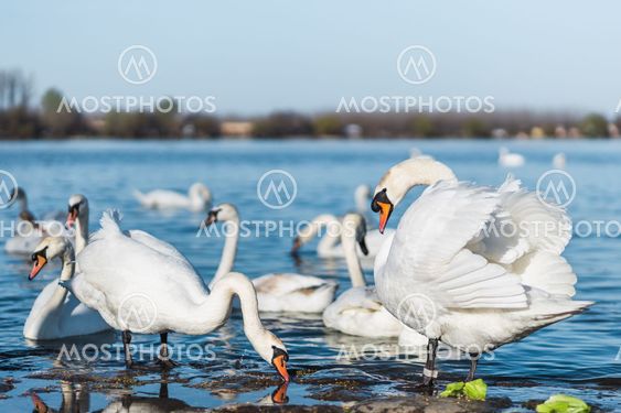 Swans on the shores of Danube in Belgrade, Serbia