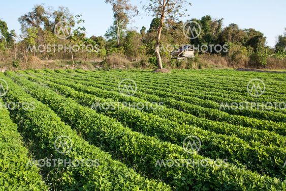 rows of peanut plants