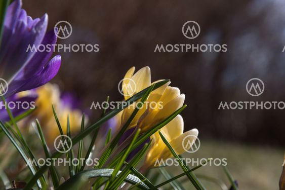 Crocus flowerbed closeup