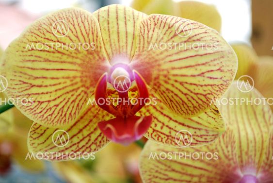 shinning light of the orchid