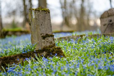 Scilla siberica spring flowers blossoming on sunny day...