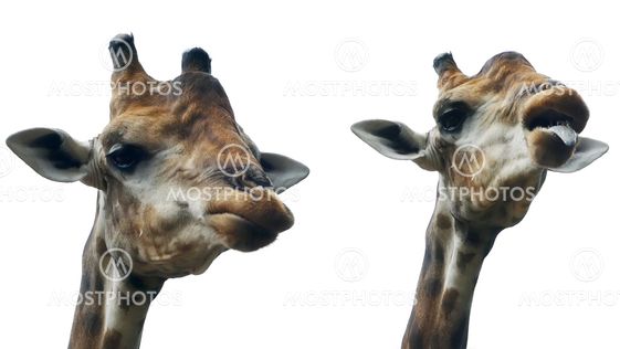 giraffe sticking out tongue and licking lips on white...