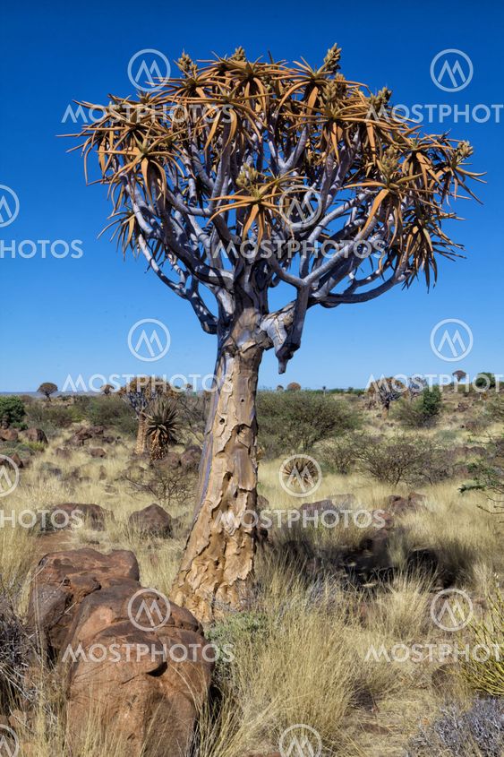 quiver tree at the Quiver tree forest Namibia