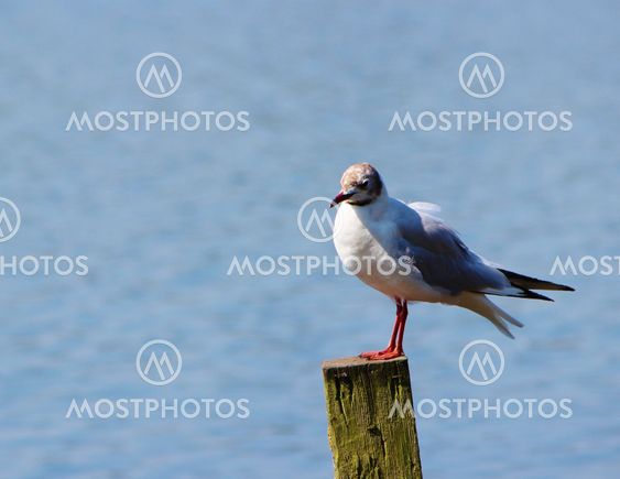 Black-headed gull (Chroicocephalus ridibundus).