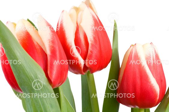 tulipaner