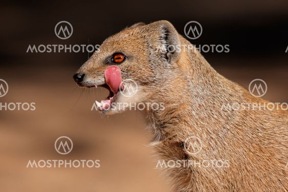 Gul mongoose