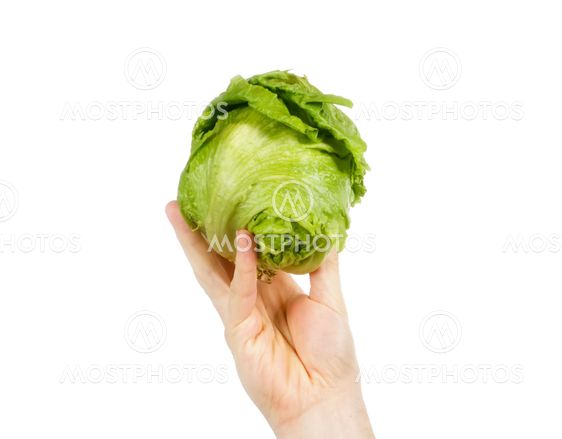 Head of Lettuce