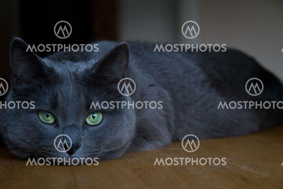 March Cat