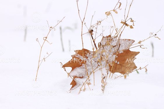 maple leaf in snow