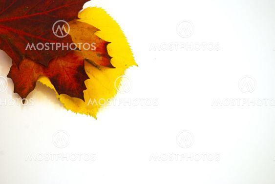 Colored leaves