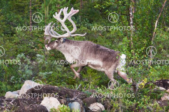 Reindeer, Rangifer tarandus