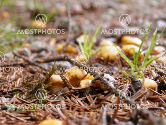 chanterelles