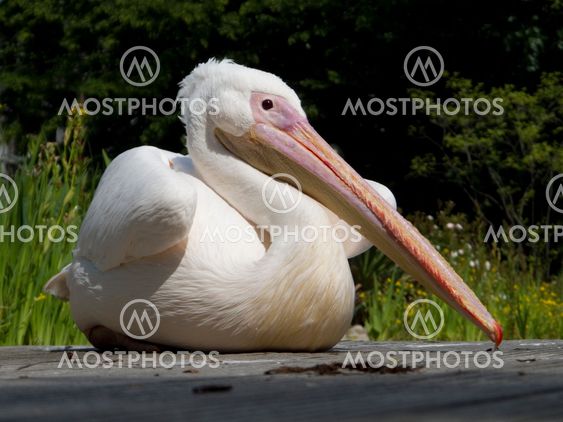 Pelican bird
