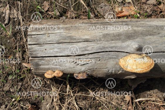 part of stem old sawed;sawn down tree on land