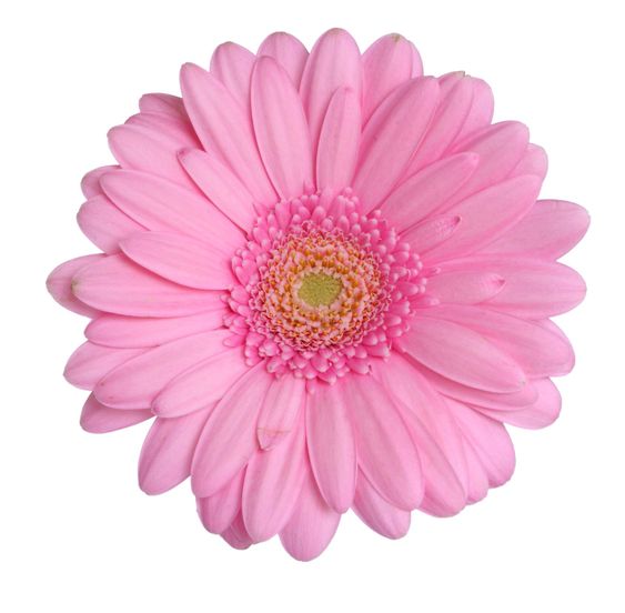 Gerbera hoved