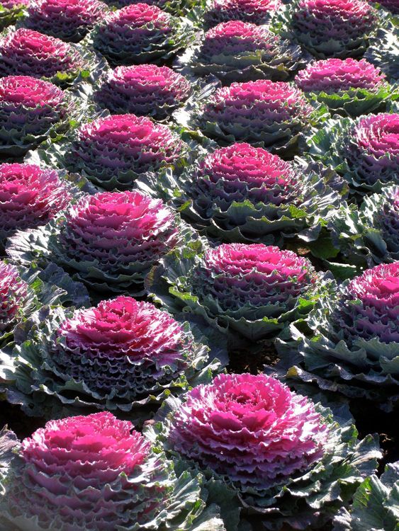 French garden