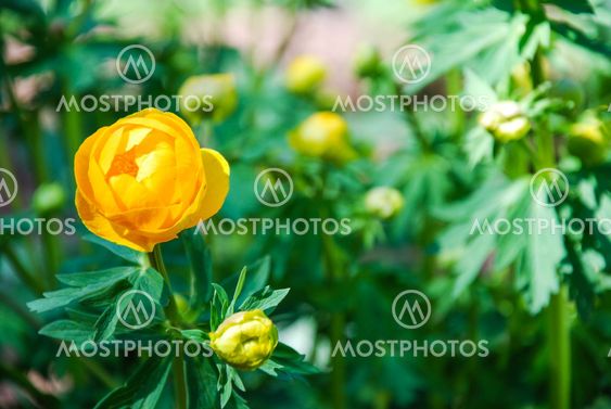 Globe flower close up