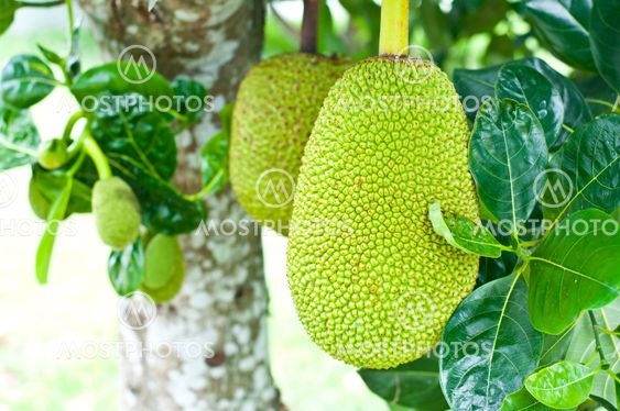 Green jackfruit