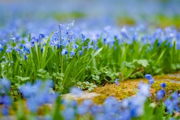 Scilla siberica spring flowers blossoming on sunny day...