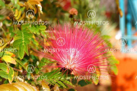 albizia julibrissin