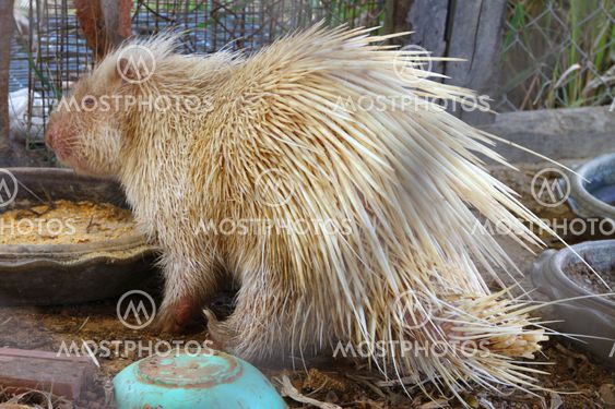Porcupine